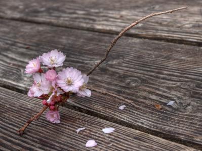 花, 开花的树枝, 春天, 开花, 分公司, 木材, 木桌