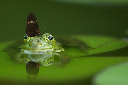 青蛙, 蝴蝶, 池塘, 镜像, 自然, 水, 反思