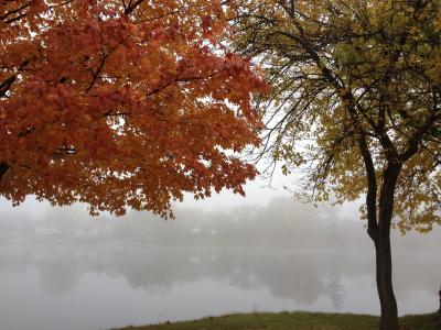河, 秋天, 树木, 景观, 自然, 水, 现场