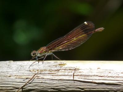 蜻蜓, 黑蜻蜓, calopteryx haemorrhoidalis, 有翅膀的昆虫, 湿地, 甘蔗