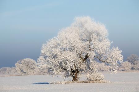 树, 冬天的印象, 寒冷, 雪, 感冒, 冬天, 冬天的魔法
