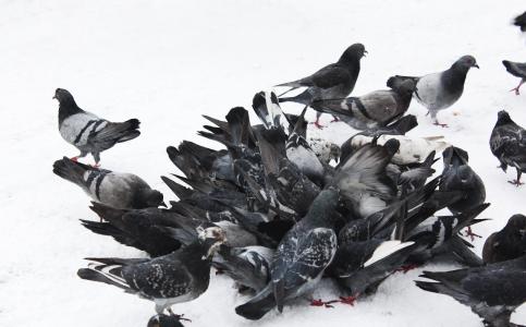 鸽子, 鸟类, 蓝灰鸽, 羽毛的种族, 电线, 野鸽, 雪
