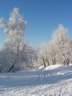 冬天, 景观, 树木, 森林, 雪, 山脉, 自然