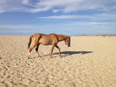 被忽略的马, 海滩沙漠, 饥荒