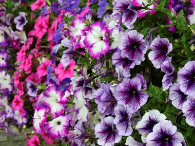 花, 开花, 绽放, 植物, 自然, 粉色, 紫罗兰色