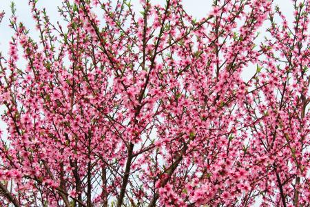 春天, 植物, 树, 桃花开, 粉红色的颜色, 自然, 花