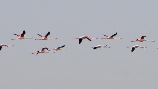 火烈鸟, 粉红色的火烈鸟, 火烈鸟, 水鸟, 鸟, 在飞行中