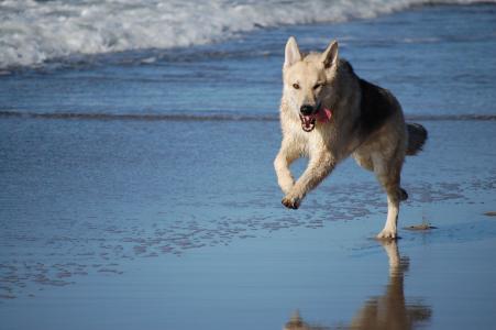 狗, 混合动力, 狗拉雪橇, 海滩, 乐趣