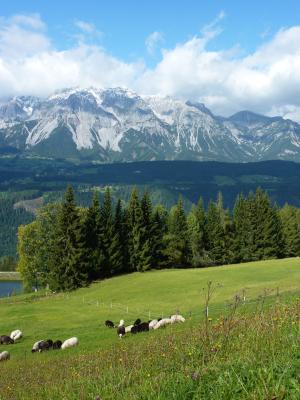 高山草甸, 绵羊牧场地, 奥地利, alm, 全景, 山脉, 自然