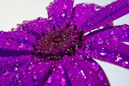 花, 雨, 宏观, 详细, 紫色, 雨滴, 开花