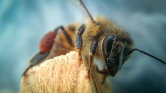 蜜蜂, 动物, 飞