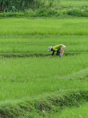 农民, 大米, 泰国