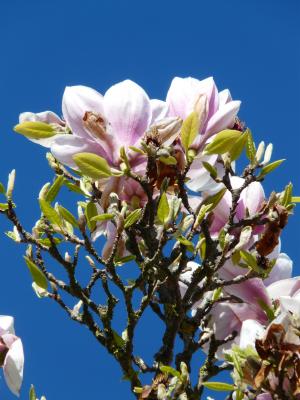 郁金香玉兰, 树, 布什, 木兰, magnoliengewaechs, 木兰科植物, 开花