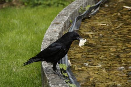 乌鸦, 吃腐肉的乌鸦, 猎物, 捕获, 在喙, 吃, 黑色