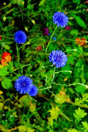 花, 野花, 矢车菊, 蓝色, 夏季, 植物, 字段