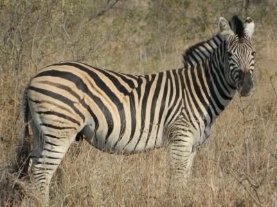 斑马, 南非, 野生动物, 萨凡纳, 条纹毛皮, 哺乳动物, 动物