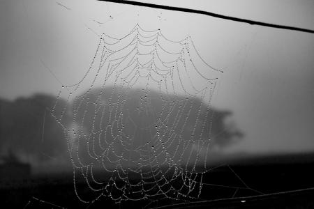 蜘蛛网, 黑色和白色, 万圣节, web, 蜘蛛网, 净额, 设计