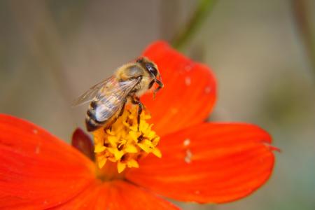 蜜蜂, 蜜蜂, 授粉, 花, 木兰, 花园, 萨尔瓦多
