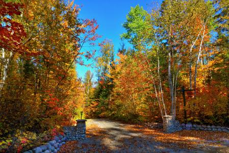 秋季景观, 秋天, 景观, 温暖的颜色, 森林, 木材, 路径