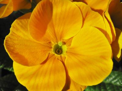 黄樱草, 樱草花, 局部视图, 详细, 关闭, 黄色, 芳香的植物