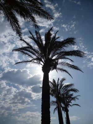 马略卡岛, 棕榈树, 太阳