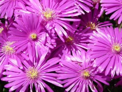 红 mittagsblume, 冰厂, 花, 开花, 绽放, 粉色, 紫色