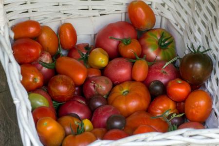 蔬菜, 西红柿, 购物篮, 番茄花园
