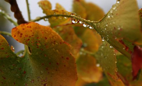 水滴, 滴灌, 秋天, 叶子, 雨, 下降, 液体