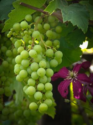 葡萄, 葡萄, 餐桌葡萄, 葡萄树, 葡萄库存, 葡萄种植, 葡萄酒