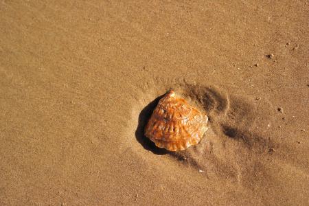 海滩, 贝壳, 沙子, 壳, 沙海滩, 海, 自然