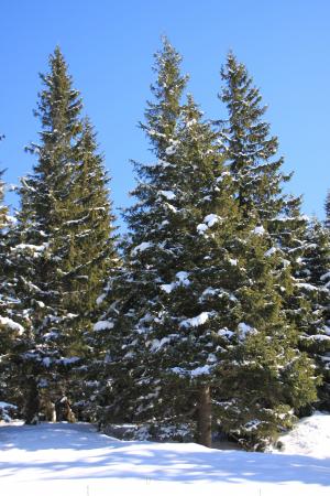 冷杉, 山, 松树, 白雪皑皑, 阳光明媚, 树木, 冬天