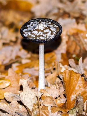 蘑菇, 森林, 秋天, 自然