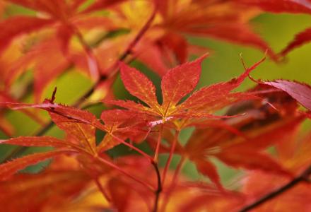 枫树, 日本枫树, 叶子, 叶, 叶, 秋天, 秋天的心情