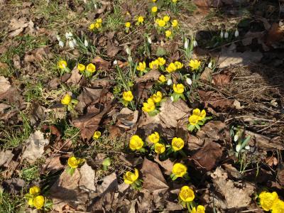春天, 黄色, 花, 植物, 瑞典, 黄色的花, 冬附子