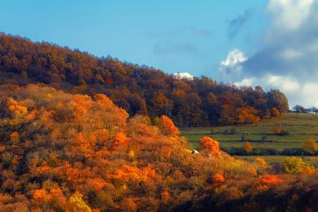 秋天, 秋天, 叶子, 罗马尼亚, 草甸, 景观, 风景名胜