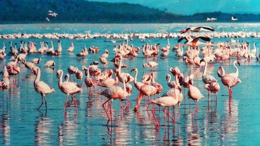 粉红色的火烈鸟, 库湖, 肯尼亚, 非洲, 鸟类, 自然, 野生动物