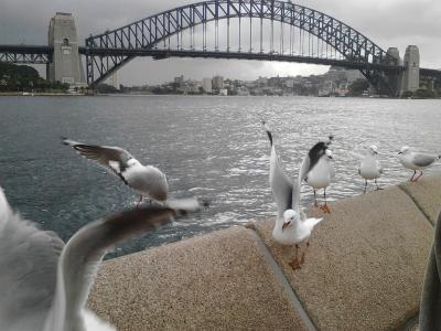 澳大利亚, 背景, 悉尼, 河, 鸟, 著名的地方, 桥-男人作结构