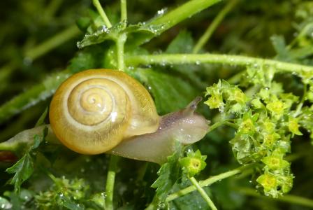 蜗牛, 壳, 慢慢地, 螺旋, 自然, 黏糊糊, 动物