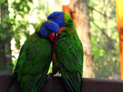 彩虹澳洲鹦鹉, 动物园, 爱, 夫妇, 鹦鹉, 树栖鸟, 野生动物