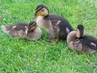 小鸭, 小鸭, 三, 绿色, 草, 草坪, 婴儿