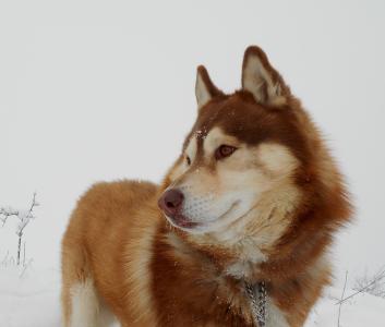 狗, 宠物, 朋友, 有毛, inuki, 狗拉雪橇, 雪