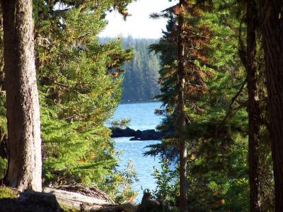 沃尔湖, 湖, 树木, 美, 自然, 和平, 平静