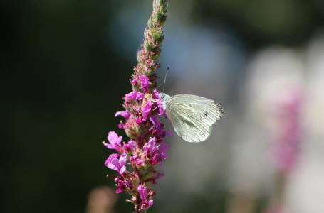 蝴蝶, 白色, 美丽, 文体, 平静, 昆虫, 开花