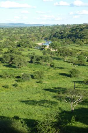 非洲, 坦桑尼亚, 国家公园, 塔兰吉雷, 树木, 景观, 河