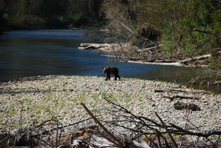 熊, 河, 公元前, 自然, 休息, 加拿大, 森林