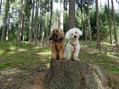狗, 狗, 两个, 森林, 坐, 树木, 树桩