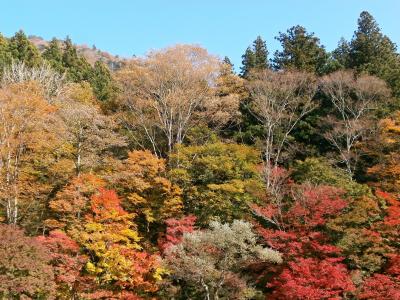 秋天, 秋天的叶子, 多彩, 山, 伍兹, 森林, 植物园