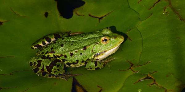 青蛙, 水蛙, 动物, 自然, 两栖类动物, 绿色, 蛙池里