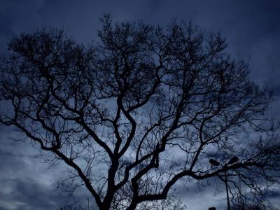 树, 晚上, 黑暗, 天空, 森林, 背景, 蓝色