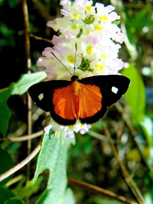 蝴蝶, 自然, 昆虫, 动物, 橙色, 美丽, bug